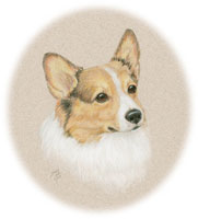 Corgi